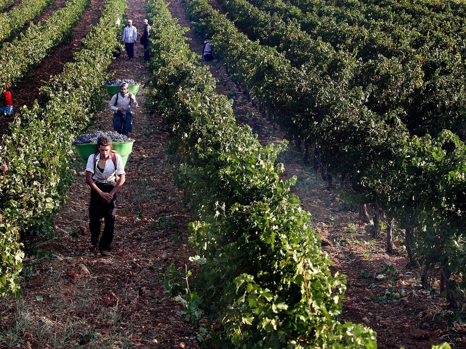 Workers carrying baskets of grapes